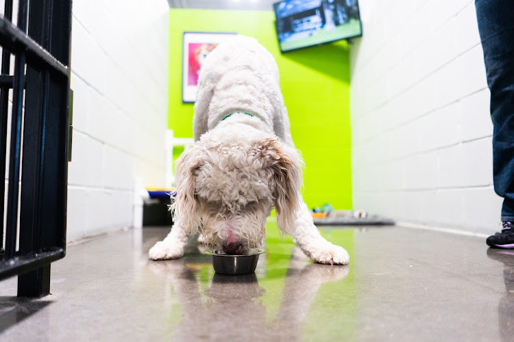 PetSuites Murphy