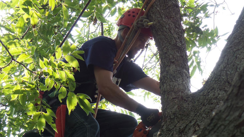 D&J Arborist