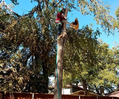 Jose Tree Service