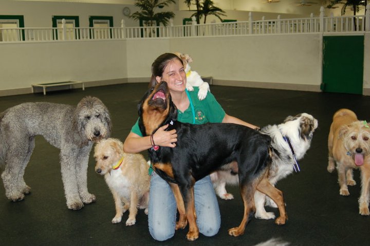 Classy Canine Daycare