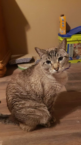 Centerville Road Animal Clinic