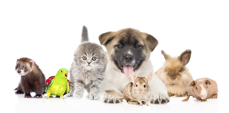 Personable Pet Care