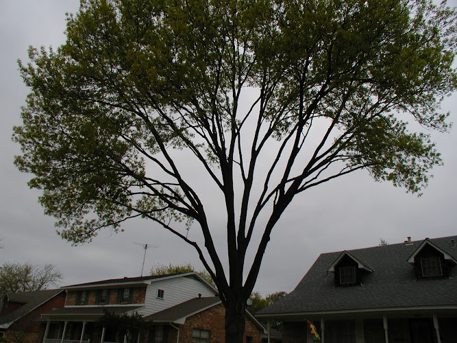 Dallas Tree Care