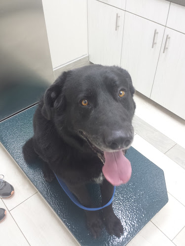 Legacy Drive Animal Hospital