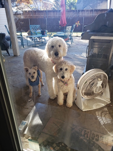 Stadium Dog Grooming